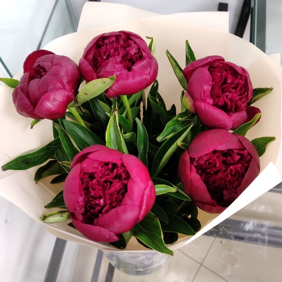 Букет из 5 бордовых пионов (Россия)