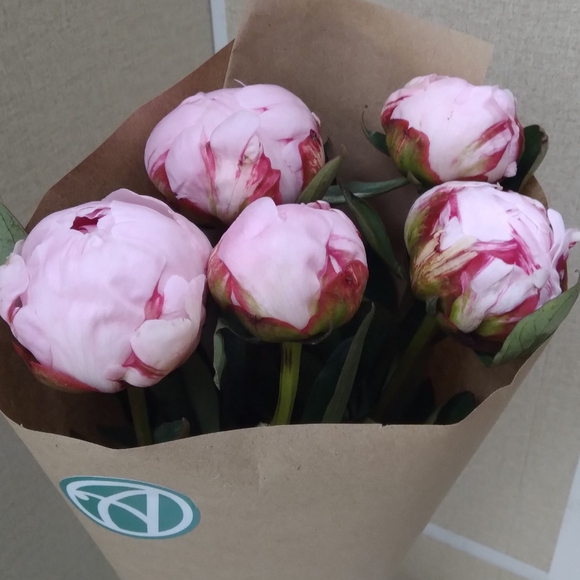 Букет из 5 розовых пионов (Голландия)