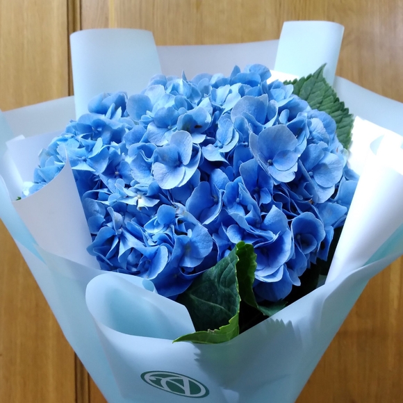 Букет из 1 голубой гортензии