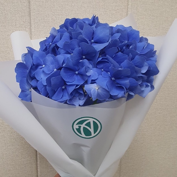 Букет из 1 голубой гортензии