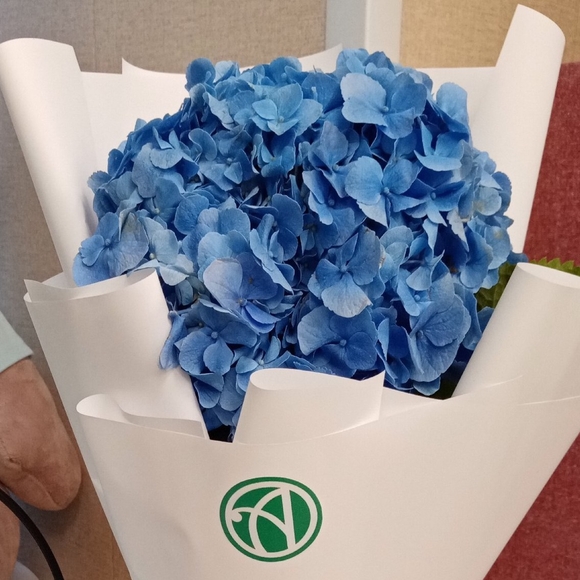 Букет из 1 голубой гортензии