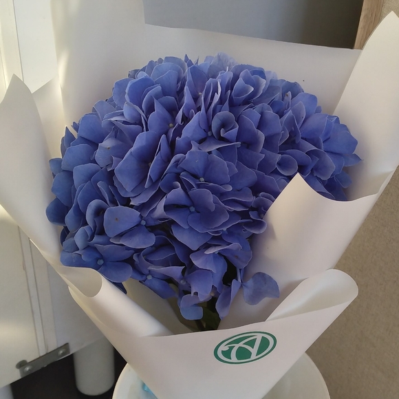 Букет из 1 голубой гортензии