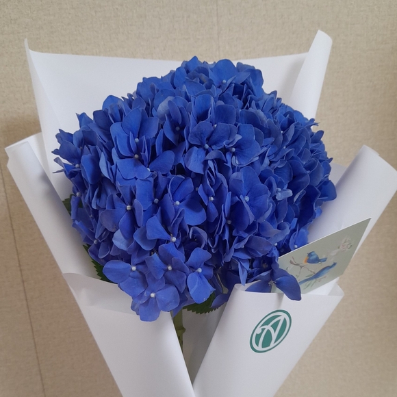 Букет из 1 голубой гортензии
