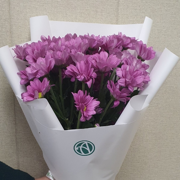 Букет из 5 розовых кустовых хризантем Бакарди (ромашка) в корейской упаковке