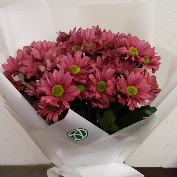 Букет из 5 розовых кустовых хризантем Бакарди (ромашка) в корейской упаковке