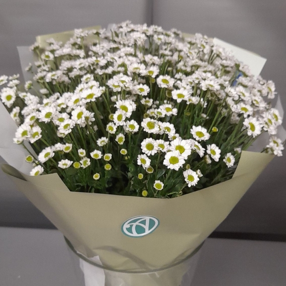 Букет из 15 белых кустовых хризантем Сантини в корейской упаковке