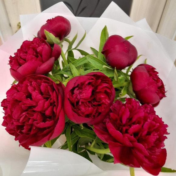 Букет из 7 бордовых пионов (Россия)