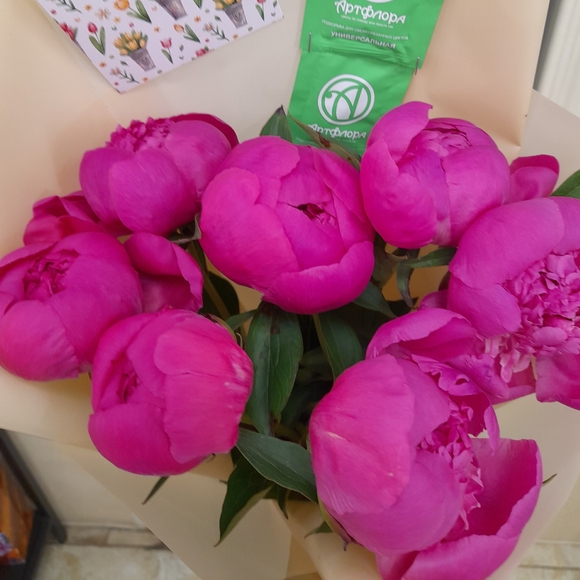 Букет из 7 малиновых пионов (Россия)