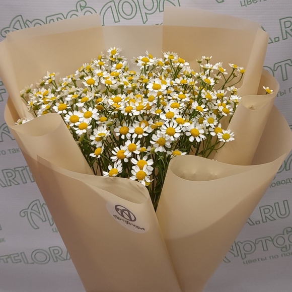 Букет из 9 кустовых ромашек (матрикарий)