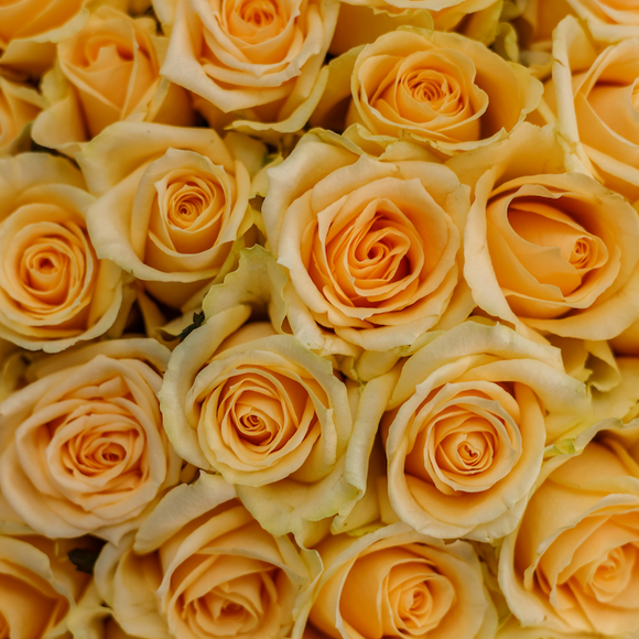 Букет из 101 кремовой розы 50 см (Россия)