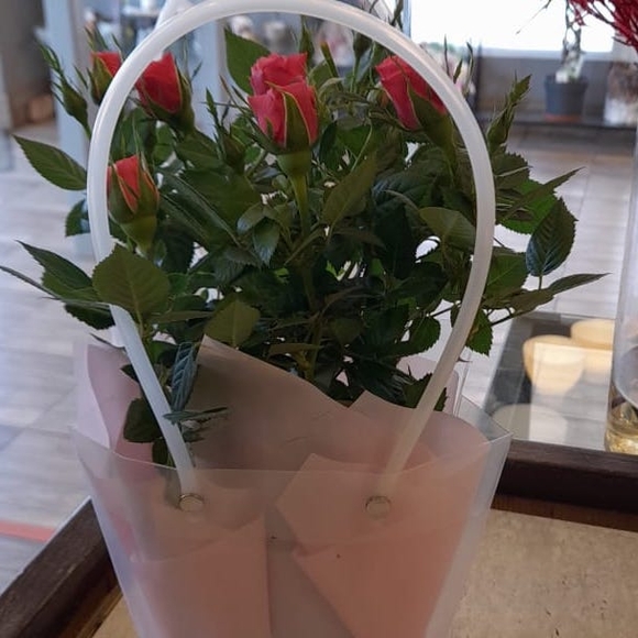 Роза Кордана в цветочной сумочке красная