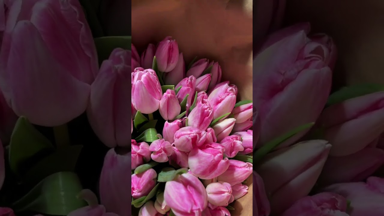 Embedded thumbnail for Охапка 50 тюльпанов светло-розовых (Голландия)